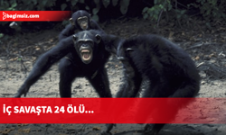 Afrika'da iki şempanze grubu arasında savaş: 24 ölü!