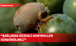 Tarım Bakanlığı: Bağ alanlarında salkım güvesine karşı mücadele başlatılmalı
