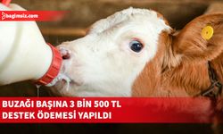 2025 yılı suni tohumlamadan doğan erkek buzağı desteği ödendi