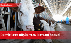 Büyükbaş hayvan üreticilerine düşük tazminatları ödendi