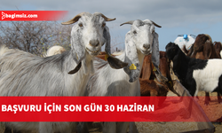 Küçükbaş hayvan bildirimleri 30 Haziran'a kadar yapılabilecek