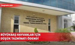 Büyükbaş hayvanlar için düşük tazminatı ödendi