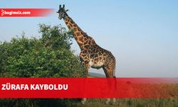 ABD'de çiftlikten kaçan zürafa Gracie aranıyor