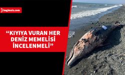Karaya vuran balina Nekropsi için Taṣkent Doğa Parkı'na götürülüyor..