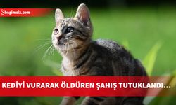 Kozanköy'de korkunç olay: Kediye ateş ederek öldürdü...