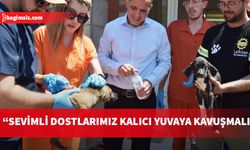 Lefkoşa Barınağı’ndaki hayvanlara sağlık kontrolü
