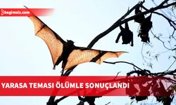 Kanada'da yüzüne yarasa konan çocuk kuduz nedeniyle hayatını kaybetti