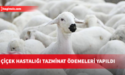 Çiçek hastalığı tazminat ödemeleri yapıldı