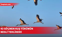 Kuşların göç yolculuğunda insan kaynaklı tehditler artıyor