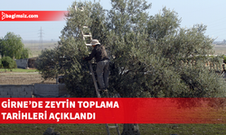 Girne’de zeytin toplama tarihleri açıklandı