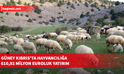 Güney Kıbrıs’ta hayvancılığın yeniden yapılandırılması için 12 yıllık program