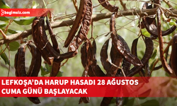 Lefkoşa’da harup hasadı 28 Ağustos Cuma günü başlayacak
