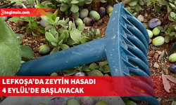 Lefkoşa’da zeytin hasadı 4 Eylül’de başlayacak