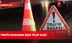 Yeşilköy-Erenköy anayolunda kaza: Çarpışma sonucu eşek olay yerinde telef oldu