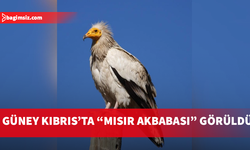 Güney Kıbrıs’ta “Mısır Αkbabası” görüldü