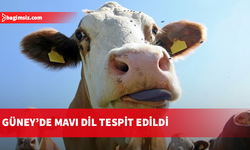 Güney Kıbrıs’ta “Mavi Dil” hastalığı tespit edildi