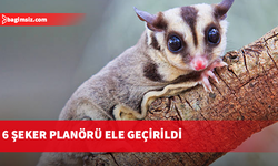 Lapta’da hayvan kaçakçılığı…