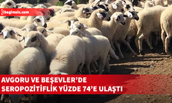 Güney Kıbrıs’ta iki küçükbaş çiftliği için şap hastalığı değerlendirmesi