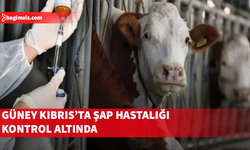 Güney Kıbrıs’ta Şap hastalığı kontrol altında