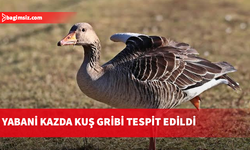 Güney Kıbrıs’ta H5N1 alarmı