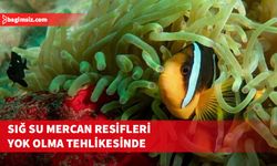 Dünyadaki sığ su mercan resiflerinin yüzde 96'sı yok olma tehlikesiyle karşı karşıya...