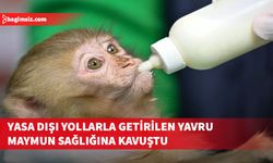 Türkiye’ye yasa dışı yollardan sokulan yavru maymun tedavi edildi
