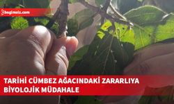 Cümbez ağacında görülen unlubit zararlısıyla mücadele için doğal düşman böcek bırakıldı