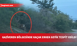 Aydınköy-Gaziveren bölgesinde kaçak geyik alarmı: Kesinlikle yaklaşmayın, saldırabilir