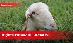 Güney Kıbrıs’ta üç çiftlikte mavi dil hastalığı görüldü