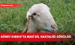 Güney Kıbrıs'ta küçükbaş hayvanlarda Mavi Dil hastalığı görüldü