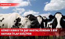 Güney Kıbrıs’ta yaklaşık 3 bin hayvan daha itlaf ediliyor
