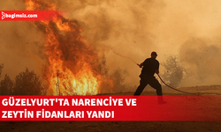 Güzelyurt'ta narenciye ve zeytin fidanları yandı