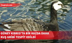 Güney Kıbrıs’ta bir kazda daha kuş gribi tespit edildi