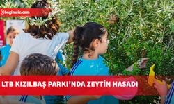 Öğrenciler LTB Kızılbaş Parkı’nda zeytin hasadı yaptı
