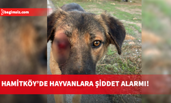 Hamitköy’de sokak köpeklerine yönelik silahlı şiddet: Yetkililere acil çağrı