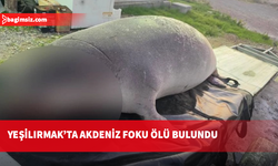 Yeşilırmak’ta nesli tehlike altındaki Akdeniz foku ölü bulundu