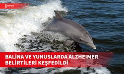 BALİNA VE YUNUSLARDA ALZHEIMER BELİRTİSİ