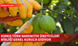 Kıbrıs Türk Narenciye Üreticileri Birliği Genel Kurul’a gidiyor