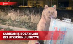 SARIKAMIŞ’TA SICAK HAVALAR BOZAYILARI UYKUSUNDAN ETTİ