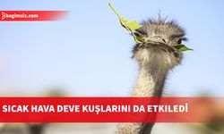 Kışın ortasında yumurtlamaya başladılar