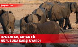 Güney Afrika'da artan fil nüfusu, yerel ekosistemi tehdit ediyor