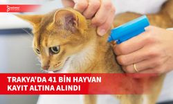 TRAKYA'DA 41 BİN HAYVANA ÇİP TAKILDI