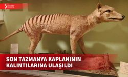 BİLİNEN SON TAZMANYA KAPLANINA AİT KALINTILAR BİR MÜZENİN DEPOSUNDA ORTAYA ÇIKTI