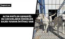 Altın Patiler Derneği, Akdoğan Hayvan Barınağı'ndaki köpeklerin çıkarıldığını ancak sıcak yuvaya ihtiyaç duyduğun açıkladı