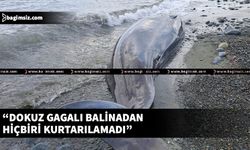 Kıbrıs'ta karaya vuran 9 gagalı balina ile ilgili üzücü haber!