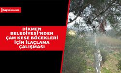 Dikmen Belediyesi, çam kese böceklerine karşı müdahalede bulunuyor