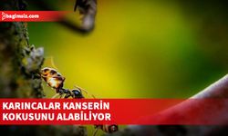 ilim insanları,  ilk kez karıncaların farelerde kanseri teşhis edebileceğini tespit etti