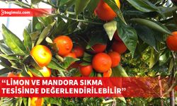 Cypruvex işletmecilik Ltd. değerlendirilememiş limon ve mandoraları sıkma tesisinde değerlendirilebileceğini açıkladı