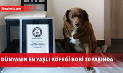 Bobi, gelmiş geçmiş en yaşlı köpek olarak rekor kırdı