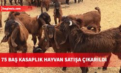 Kasaplık hayvanlar kapalı zarf yöntemi ile canlı ağırlık üzerinden satılacak